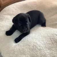 OZ, a male Cane Corso for sale in Oviedo, FL – Photo 4 of 4