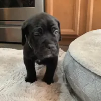 OZ, a male Cane Corso for sale in Oviedo, FL – Photo 2 of 4