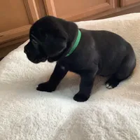 OZ, a male Cane Corso for sale in Oviedo, FL – Photo 3 of 4