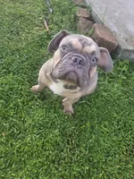 Oscar AKC, a male French Bulldog for sale in Oviedo, FL – Photo 2 of 7