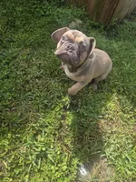 Oscar AKC, a male French Bulldog for sale in Oviedo, FL – Photo 6 of 7