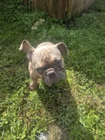 Oscar AKC, a male French Bulldog for sale in Oviedo, FL – Photo 1 of 7
