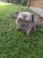 Oscar AKC, a male French Bulldog for sale in Oviedo, FL – Photo 5 of 7