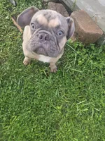 Oscar AKC, a male French Bulldog for sale in Oviedo, FL – Photo 4 of 7