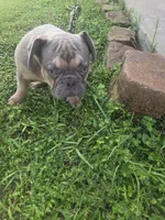 Oscar AKC, a male French Bulldog for sale in Oviedo, FL – Photo 7 of 7