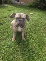 KERMIT AKC, a male French Bulldog for sale in Oviedo, FL – Photo 8 of 10