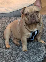 KERMIT AKC, a male French Bulldog for sale in Oviedo, FL – Photo 1 of 10