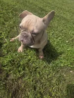 KERMIT AKC, a male French Bulldog for sale in Oviedo, FL – Photo 6 of 10