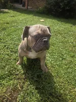 KERMIT AKC, a male French Bulldog for sale in Oviedo, FL – Photo 9 of 10