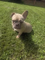 KERMIT AKC, a male French Bulldog for sale in Oviedo, FL – Photo 7 of 10
