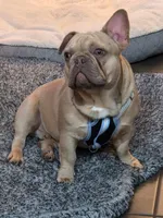 KERMIT AKC, a male French Bulldog for sale in Oviedo, FL – Photo 2 of 10