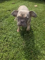 KERMIT AKC, a male French Bulldog for sale in Oviedo, FL – Photo 3 of 10