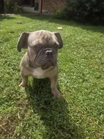 KERMIT AKC, a male French Bulldog for sale in Oviedo, FL – Photo 10 of 10