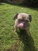 KERMIT AKC, a male French Bulldog for sale in Oviedo, FL – Photo 5 of 10