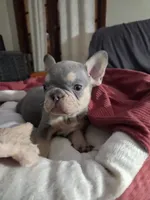 Ernie (AKC), a male French Bulldog for sale in Oviedo, FL – Photo 8 of 9