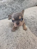 Ernie (AKC), a male French Bulldog for sale in Oviedo, FL – Photo 7 of 9