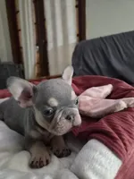 Ernie (AKC), a male French Bulldog for sale in Oviedo, FL – Photo 4 of 9