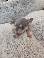 Ernie (AKC), a male French Bulldog for sale in Oviedo, FL – Photo 5 of 9