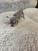 Ernie (AKC), a male French Bulldog for sale in Oviedo, FL – Photo 9 of 9