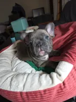 Animal (AKC), a male French Bulldog for sale in Oviedo, FL – Photo 2 of 3