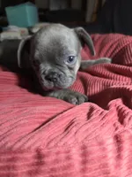 Animal (AKC), a male French Bulldog for sale in Oviedo, FL – Photo 3 of 3