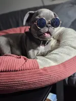 Animal (AKC), a male French Bulldog for sale in Oviedo, FL – Photo 1 of 3