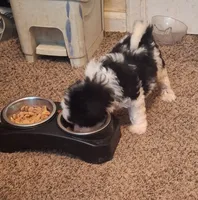 Lucas Harley, a male Maltipoo and Poodle - Miniature  for sale in South Bend, IN – 2 of 5