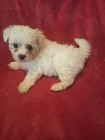 Rubbles, a male Maltipoo and Poodle - Miniature  for sale in South Bend, IN – 5 of 6
