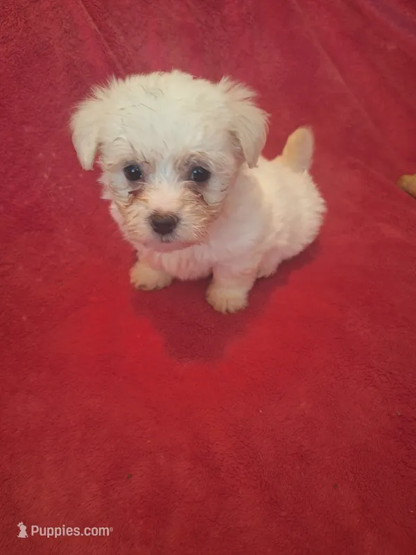 Rubbles – Maltipoo, Poodle - Miniature  puppy for sale in South Bend, IN