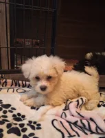 Spartacus , a male Maltipoo and Poodle - Miniature  for sale in South Bend, IN – 6 of 6