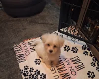 Spartacus , a male Maltipoo and Poodle - Miniature  for sale in South Bend, IN – 5 of 6