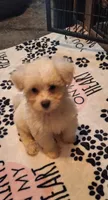 Spartacus , a male Maltipoo and Poodle - Miniature  for sale in South Bend, IN – 4 of 6
