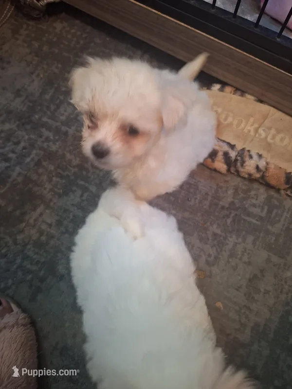 Mimi – Maltipoo, Poodle - Miniature  puppy for sale in South Bend, IN