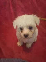 Mimi, a female Maltipoo and Poodle - Miniature  for sale in South Bend, IN – 3 of 5