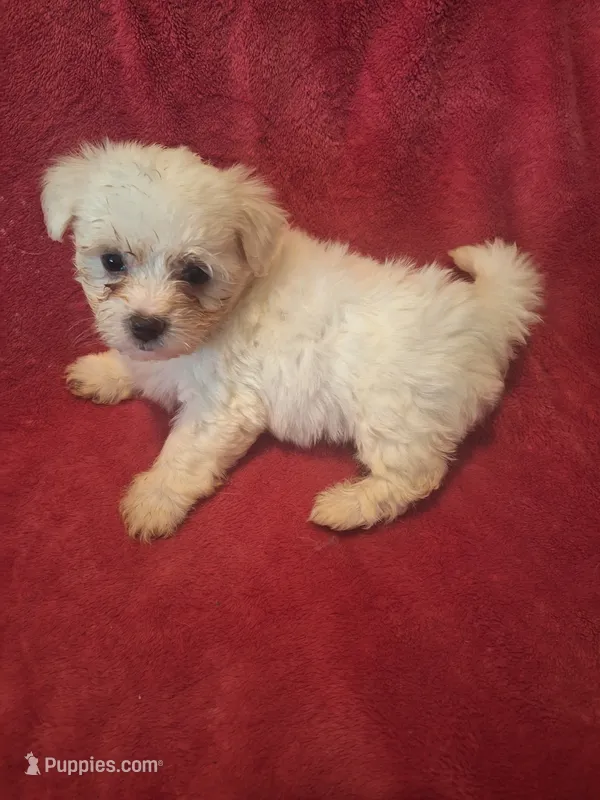 Rubbles – Maltipoo, Poodle - Miniature  puppy for sale in South Bend, IN