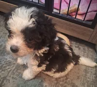 Lucas Harley, a male Maltipoo and Poodle - Miniature  for sale in South Bend, IN – 5 of 5
