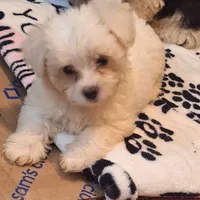 Spartacus , a male Maltipoo and Poodle - Miniature  for sale in South Bend, IN – 2 of 6