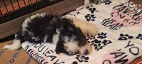 Lucas Harley, a male Maltipoo and Poodle - Miniature  for sale in South Bend, IN – 4 of 5