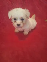 Mimi, a female Maltipoo and Poodle - Miniature  for sale in South Bend, IN – 4 of 5