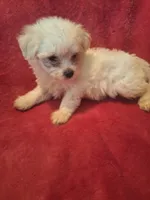 Rubbles, a male Maltipoo and Poodle - Miniature  for sale in South Bend, IN – 3 of 6