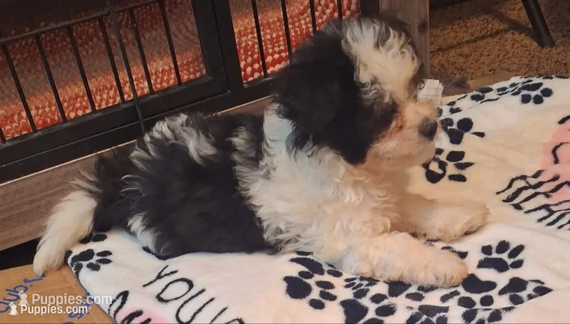 Lucas Harley – Maltipoo, Poodle - Miniature  puppy for sale in South Bend, IN