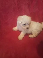 Rubbles, a male Maltipoo and Poodle - Miniature  for sale in South Bend, IN – 4 of 6