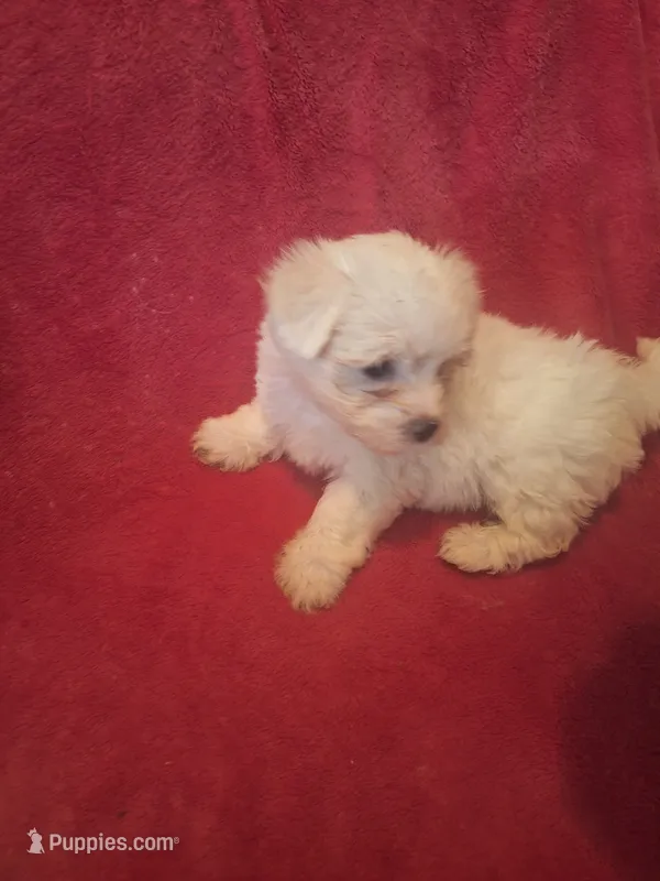 Mimi – Maltipoo, Poodle - Miniature  puppy for sale in South Bend, IN