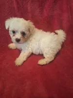 Mimi, a female Maltipoo and Poodle - Miniature  for sale in South Bend, IN – 5 of 5