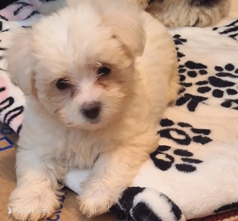 Spartacus  – Maltipoo, Poodle - Miniature  puppy for sale in South Bend, IN
