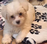Spartacus , a male Maltipoo and Poodle - Miniature  for sale in South Bend, IN – 1 of 6