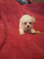 Rubbles, a male Maltipoo and Poodle - Miniature  for sale in South Bend, IN – 2 of 6