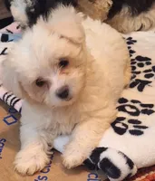 Spartacus , a male Maltipoo and Poodle - Miniature  for sale in South Bend, IN – 3 of 6