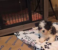 Lucas Harley, a male Maltipoo and Poodle - Miniature  for sale in South Bend, IN – 3 of 5