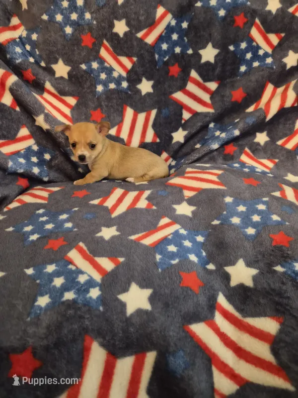Yoda – Chihuahua puppy for sale in Pompano Beach, FL